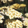 Achillea King Alfred