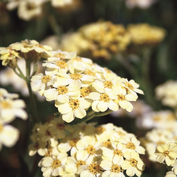 Achillea King Alfred