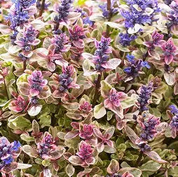 Ajuga reptans 'Princess Nadia'