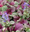 Ajuga reptans Burgundy Glow