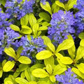 Ajuga reptans 'Feathered Friends Cordial Canary'