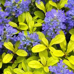Ajuga reptans 'Feathered Friends Cordial Canary'