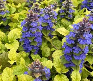 Ajuga reptans 'Feathered Friends Tropical Toucan'