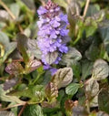 Ajuga reptans Atropurpurea