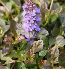 Ajuga reptans Atropurpurea