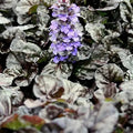 Ajuga reptans Black Scallop