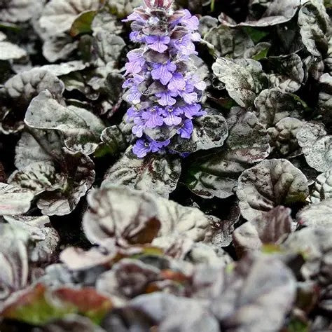 Ajuga reptans Black Scallop