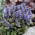 Ajuga reptans Chocolate Chips
