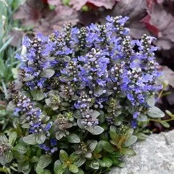 Ajuga reptans Chocolate Chips