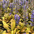 Ajuga reptans 'Feathered Friends Fancy Finch'
