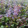 Ajuga reptans Mini Mahogany