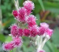 Antennaria dioica Rubra