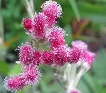 Antennaria dioica Rubra