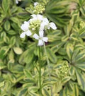 Arabis ferdinandi-coburgii 'Old Gold'