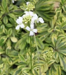 Arabis ferdinandi-coburgii 'Old Gold'