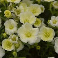 Arenaria montana Lemon Ice