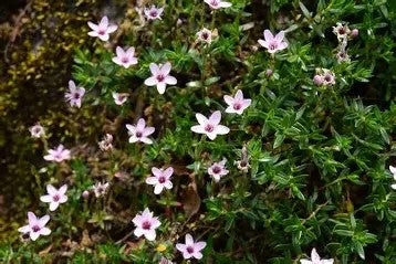 Arenaria purpurascens