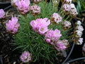 Armeria juniperfolia 'Bevan's Variety'