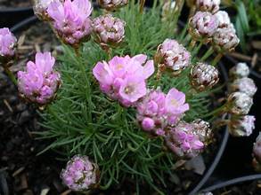 Armeria juniperfolia 'Bevan's Variety'