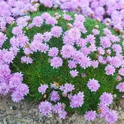 Armeria caespitosa