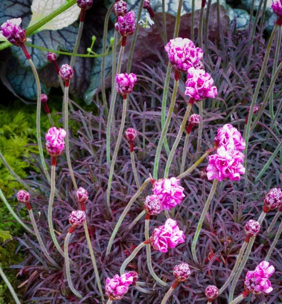Armeria maritima Rubifolia