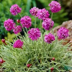 Armeria maritima Nifty Thrifty