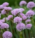 Armeria maritima 'Nodwood Pink'
