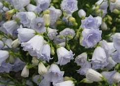 Campanula cochlearifolia Elizabeth Oliver