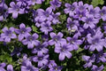 Campanula portenschlagiana Mrs Resholt