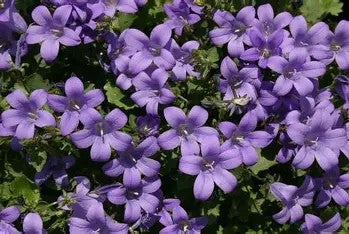 Campanula portenschlagiana Mrs Resholt