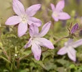 Campanula poscharskyana Pinkins