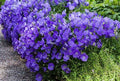 Campanula carpatica 'Deep Blue'