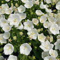 Campanula carpatica White