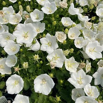 Campanula carpatica White