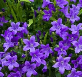 Campanula portenschlagiana Clockwise Compact Deep Blue