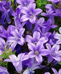Campanula muralis