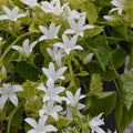 Campanula poscharyskyana Silver Rain