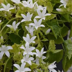 Campanula poscharyskyana Silver Rain