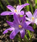 Chionodoxa forbesii Violet Beauty