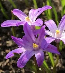 Chionodoxa forbesii Violet Beauty