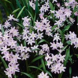 Chionodoxa forbesii Pink Giant