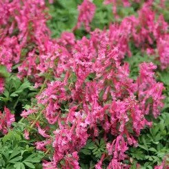 Corydalis solida Beth Evans