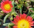 Delosperma 'Suntropics(R) Fire'