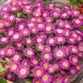Delosperma Suntropics(R) Hot Pink