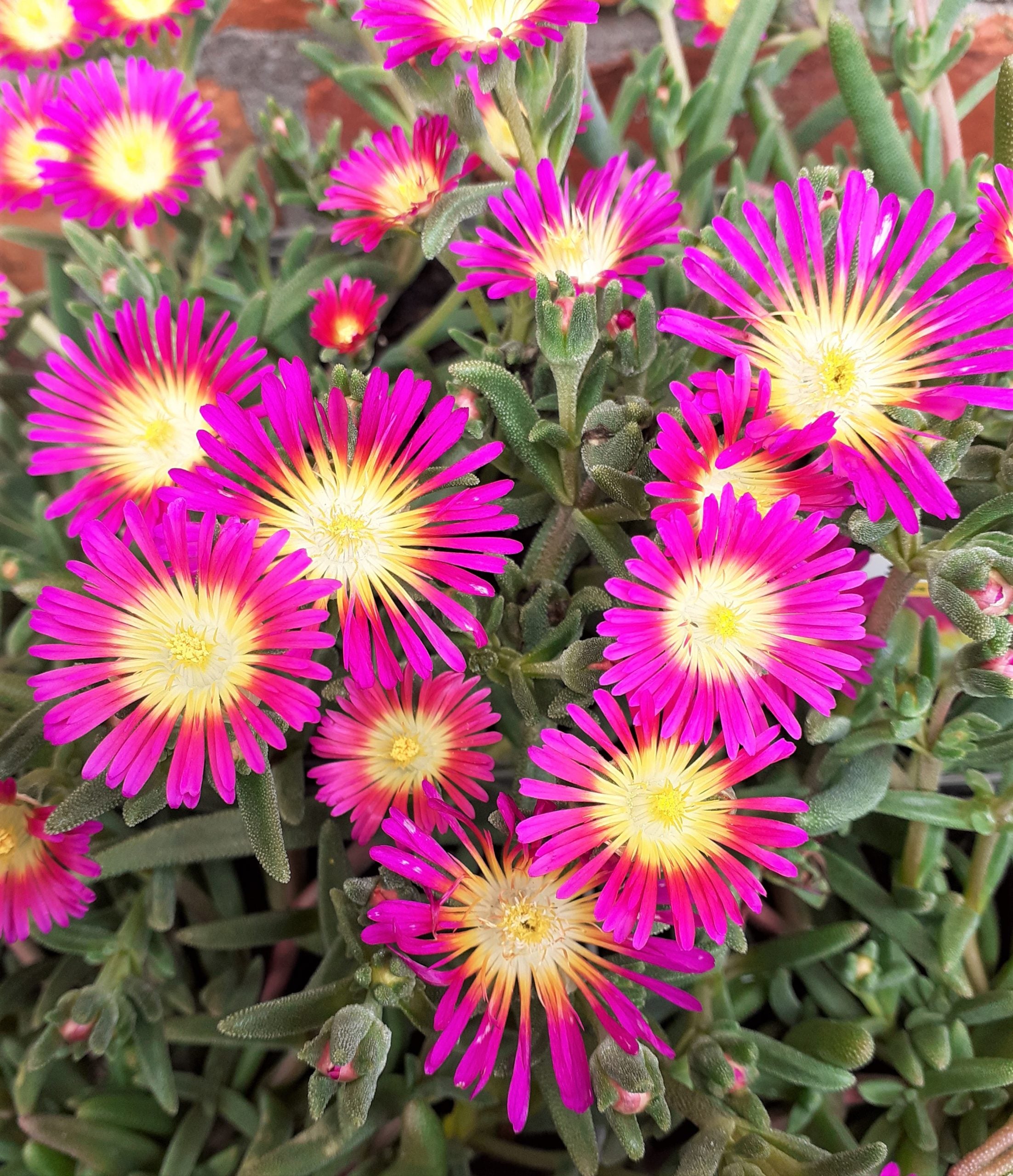 Delosperma Suntropics(R) Purple