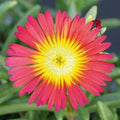 Delosperma Suntropics(R) Red
