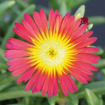 Delosperma Suntropics(R) Red