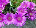 Delosperma Suntropics(R) Pink Sun
