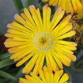 Delosperma Suntropics(R) Yellow