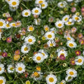 Erigeron karviskiensis 'Profusion'